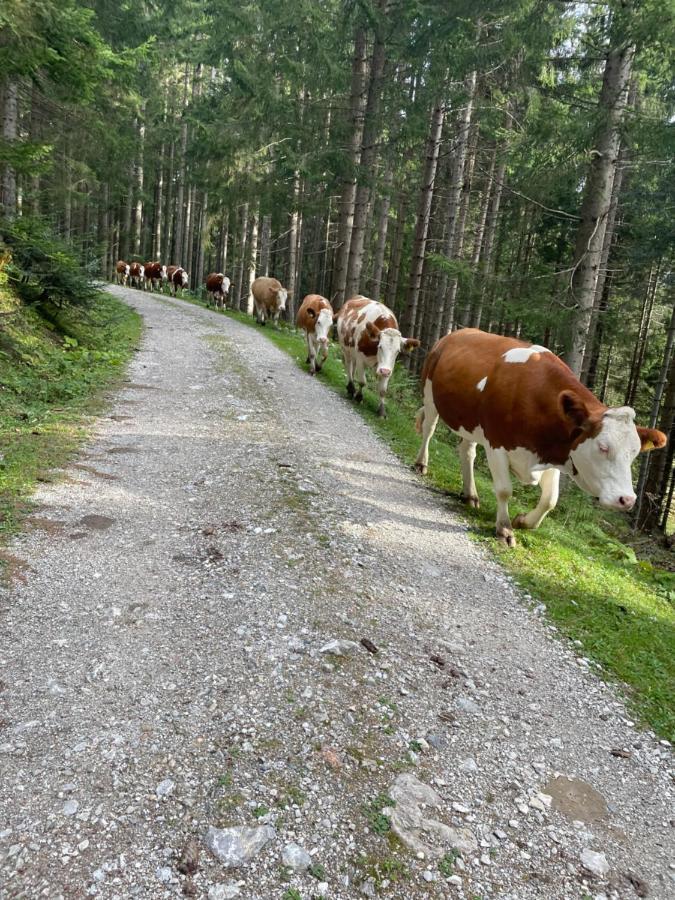 Schnoellhof Bed and Breakfast Sankt Martin am Tennengebirge Εξωτερικό φωτογραφία